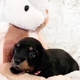 MoonShadow - Black and tan female Dachshund puppy in Austin, Texas from Glorious Minis