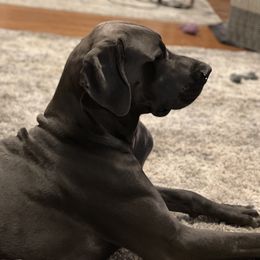 Duke  - Great Dane