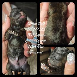 Valentino - Red male Shih Tzu puppy in Maize, Kansas from Air Capital Shih Tzu Puppies