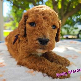 Cockapoo Puppies from Ashley Dedmon