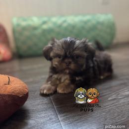 Hank - Chocolate male Shih Tzu puppy in Walkertown, North Carolina from Lil’ Bit’s Shih Tzu