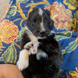 1 - Black and white male Shetland Sheepdog puppy in Birdsboro, Pennsylvania from Alinost
