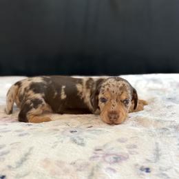 Chocolate and tan dapple smooth hair female AKC - Dapple female Dachshund puppy in Calera, Alabama from Southern Sky Dachshunds