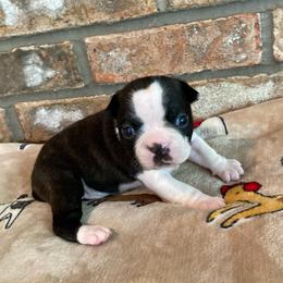 AKC Mia - Black brindle and white female Boston Terrier puppy in Imperial, Missouri from Boston Kup Breeders