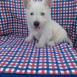 Blondie - Wheaten female Scottish Terrier puppy in Chattanooga, Tennessee from Oodles of Cuties!