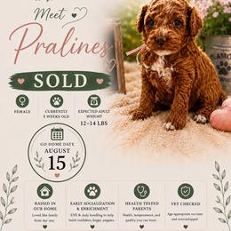 Pralines - Red female Cavapoo puppy in South Jordan, Utah from Diamond Companions
