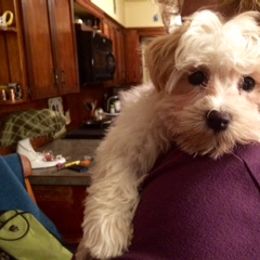 Havanese Puppies from EClair's Havanese and Westies