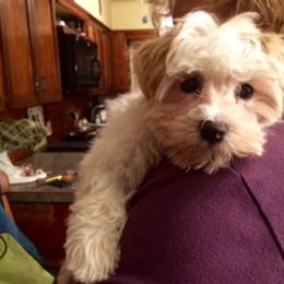 Havanese Puppies from EClair's Havanese and Westies