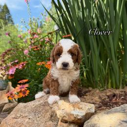 Clover Green Collar Girl - Red  female Goldendoodle puppy in Roseburg, Oregon from Dbos Furry Friends