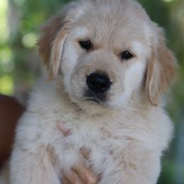 Golden Retriever Puppies from Golden Hour Golden Retrievers