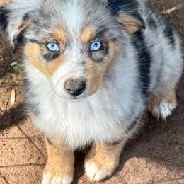 Freya - Blue merle female Miniature Australian Shepherd puppy in Patterson, North Carolina from DreamLine Aussies