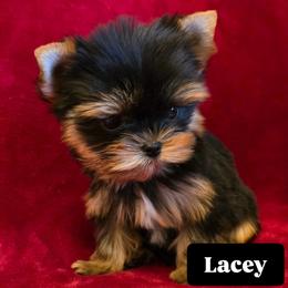 Lacey - Black and gold female Yorkshire Terrier puppy in Luray, Tennessee from Little Angel Yorkies