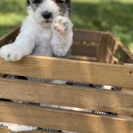 Sheepadoodle Puppies from Primrose Cottage Puppies