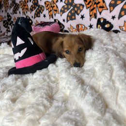 Momma - Sable female Dachshund puppy in Lake City, Florida from My Ditzy Doxies of Florida