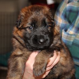 German Shepherd Puppies from Michelle Eddy