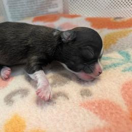 AKC Dreamy boy - Sable spotted white male Chihuahua puppy in Duvall, Washington from Chihuahua Long Coats
