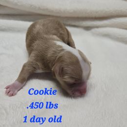 Cookie - Fawn sable female Havanese puppy in Trinity, Alabama from Tooties Cuties Havanese