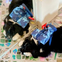 Sheepadoodle Puppies from Oak Valley Kennels