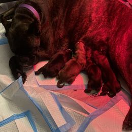 Boxer Puppies from Primo Amore Boxers