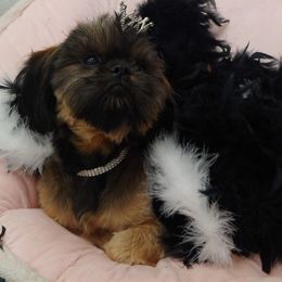 Shih Tzu Puppies from Raincross Shih Tzu