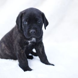 Pablo - Black brindle male Cane Corso puppy in Kent, Washington from Grande Kennels