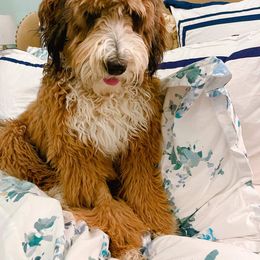 Assorted Doodle Crosses, Bernedoodle, and Goldendoodle All Grown Up from Texas Doodle Dandies