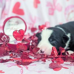 Venus - Black and white female Border Collie puppy in Raccoon, Kentucky from Skyline Border Collies