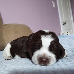Mr. Jingle - Liver white and roan male English Springer Spaniel puppy in Kingsport, Tennessee from Leandra's English Springer Spaniels