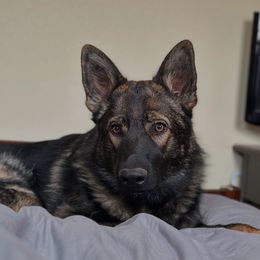 Hanzo vom Altvater - Sable German Shepherd puppy in Wellington, Colorado from Altvater German Shepherds