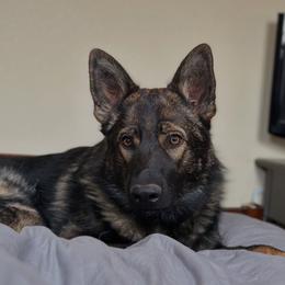 Hanzo vom Altvater - Sable German Shepherd puppy in Wellington, Colorado from Altvater German Shepherds