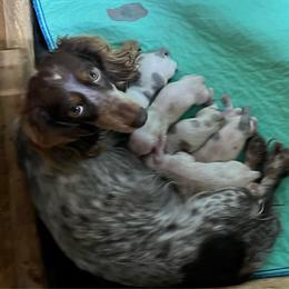 Peaches - Dachshund