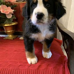 Bernese Mountain Dog Puppies from Joan Rogers