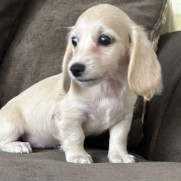 Inez - Cream female Dachshund puppy in Sebring, Florida from Mini Weenies