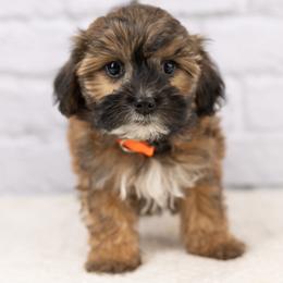Winston - Black & tan tri-color male Maltipoo puppy in Salt Lake City, Utah from Marlene's Doodles