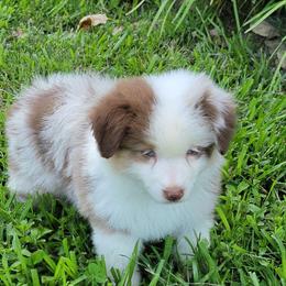 Sarah - Red merle female Miniature Australian Shepherd puppy in Waxhaw, North Carolina from Cane Creek Aussies