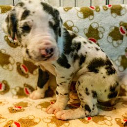 Great Dane Puppies from P&C Mountain Danes of CO