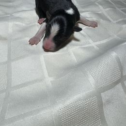 F1 - Black and white female Border Collie puppy in Meridian, Mississippi from Border Hollow Border Collies