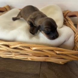 Girl 1 - Cream female Dachshund puppy in Enoch, Utah from Juniper Ridge Dachshunds