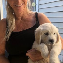 Golden Retriever Puppies from West Coast Cream Goldens