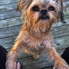 Deiter - Brussels Griffon