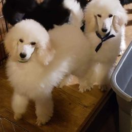 Poodle Puppies from Countryside Standard Poodles