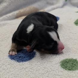 Jacie - Black tri female Miniature American Shepherd puppy in Leonard, Texas from Tin Roof Aussies