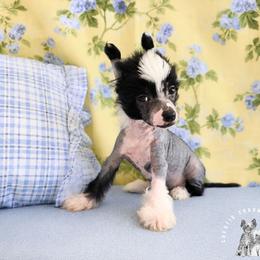 Sterling - Black and white male Chinese Crested puppy in Ocala, Florida from Crestie Charm Cottage