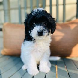 Teddy - Black and silver male Havapoo puppy in Natural Bridge, Virginia from Rockbridge Puppies
