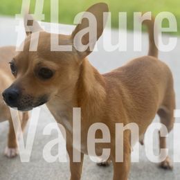 Nala  - Chihuahua