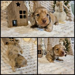 Chocolate Cream - Dapple female Dachshund puppy in Panama City Fl, Florida from Southern Bliss Doxies