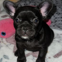 French Bulldog Puppies from KT’s Fabulous Frenchies
