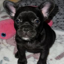 French Bulldog Puppies from KT’s Fabulous Frenchies