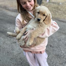 Nova - Light golden female Golden Retriever puppy in Colorado Springs, Colorado from Mercy Mountain Bernedoodles
