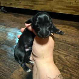 Red collar - Brindle male Dachshund puppy in Onalaska, Washington from FairyTail Dachshunds